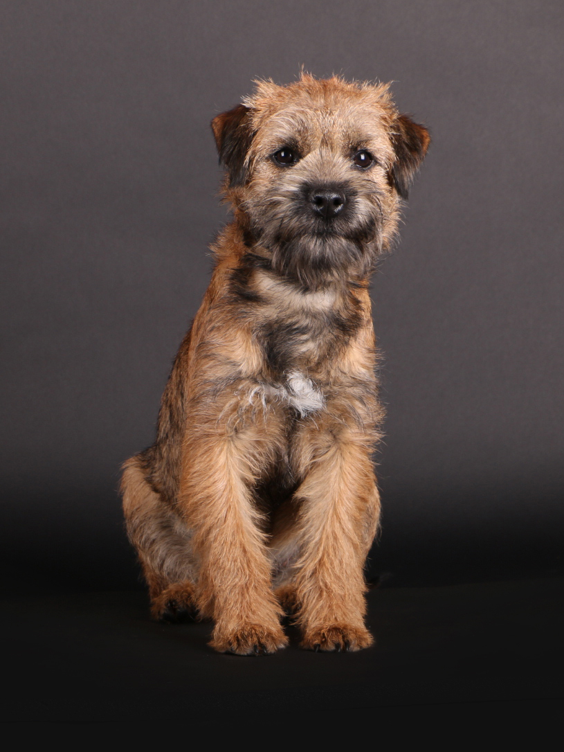 BorderTerrier-Smartie01Bru30cm