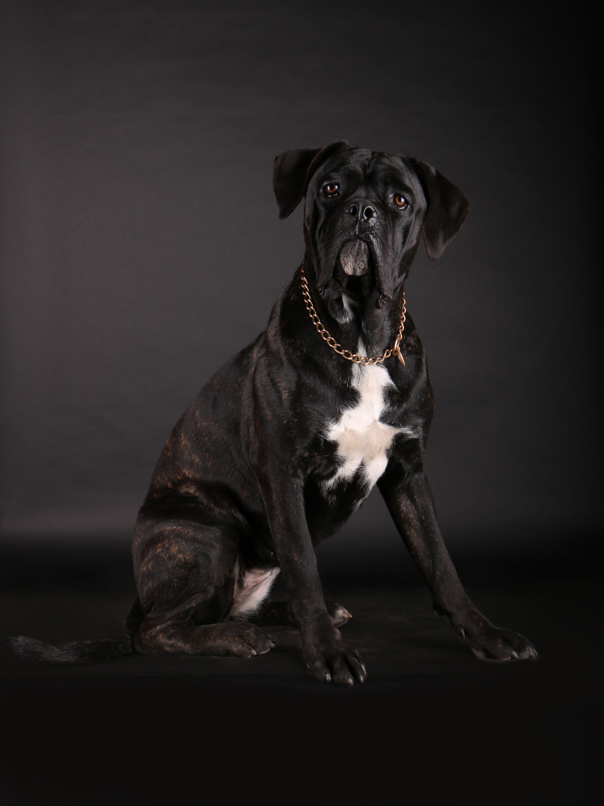 CaneCorso-Muffin01Bru