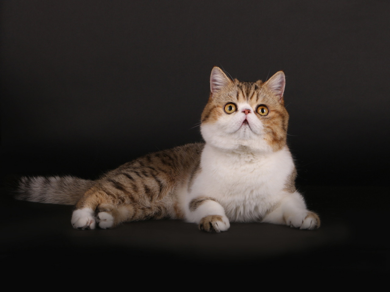 Exotic Shorthair Mix Momo ESHMix-Momo01Bru