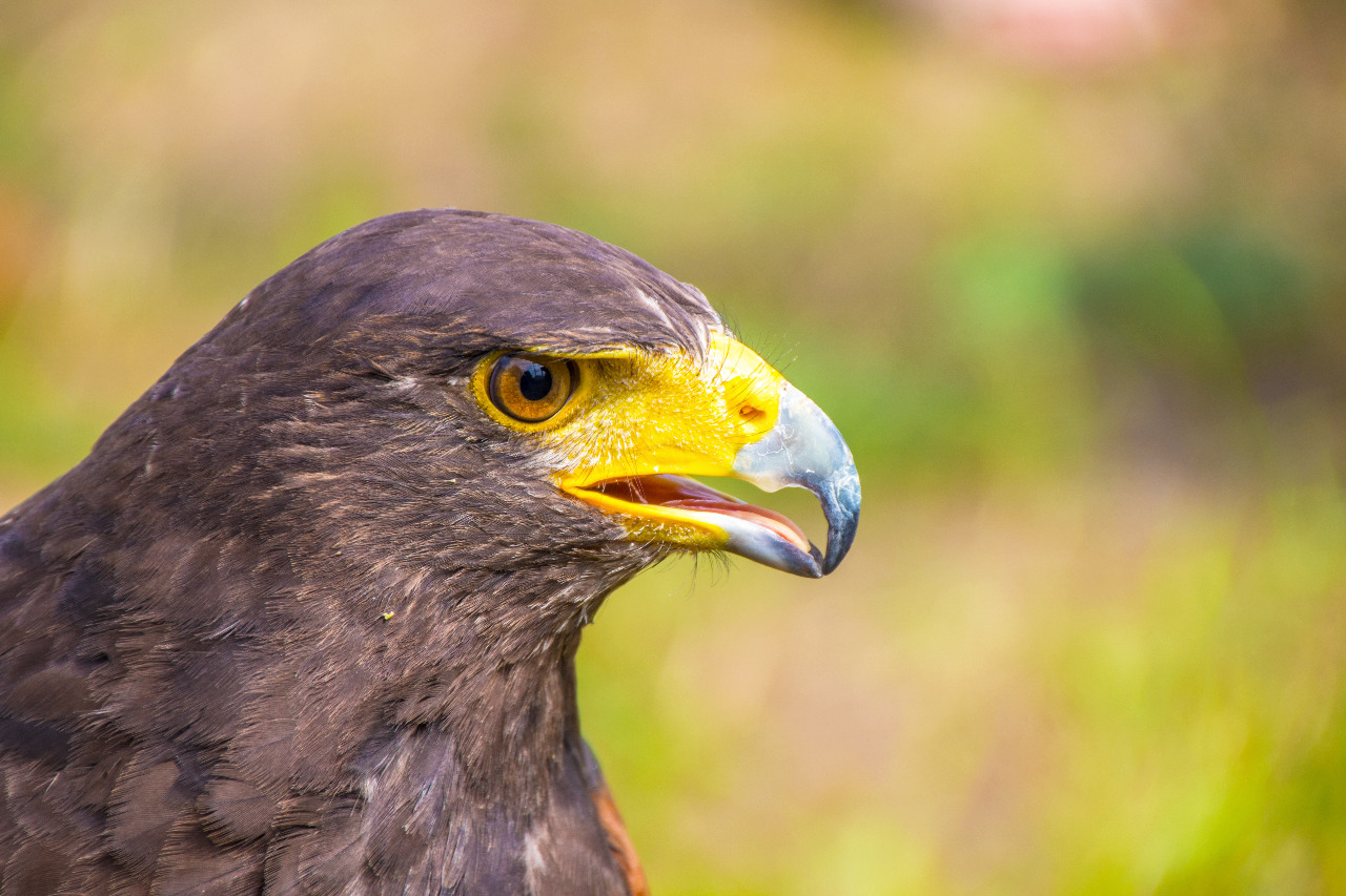 HarrisHawk03Haf