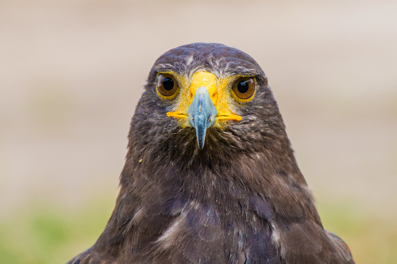 Harris Hawk HarrisHawk04Haf