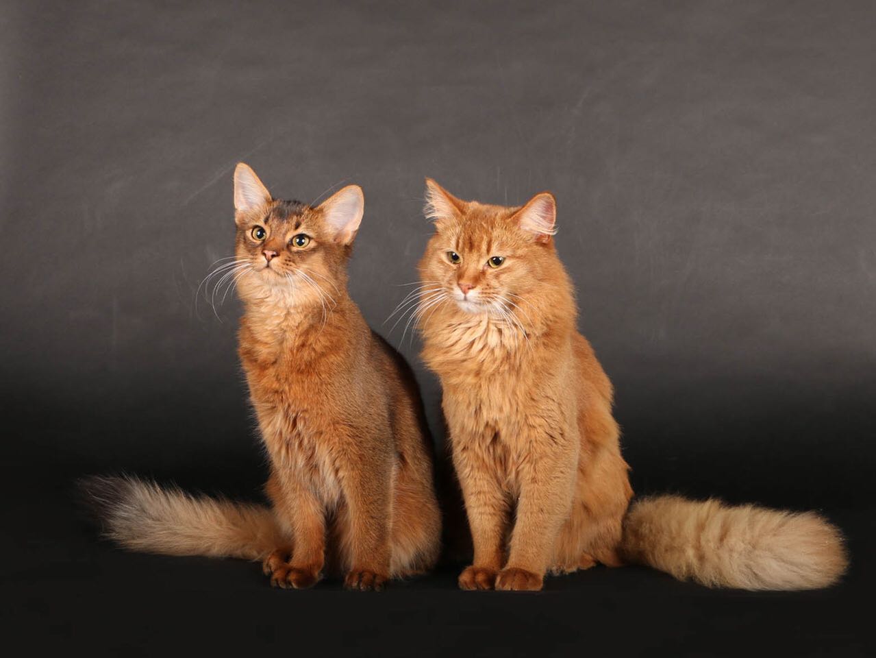 Somali Cats Simba und Nando Simba und Nando_Bru