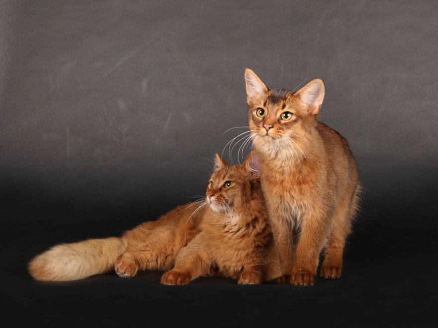 Simba und Nando02_Bru