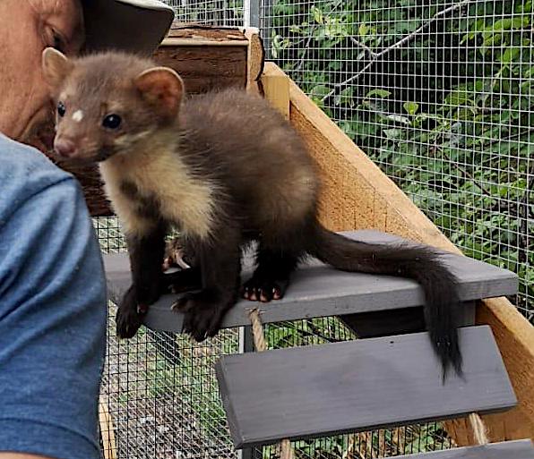 Steinmarder01Haf Kopie