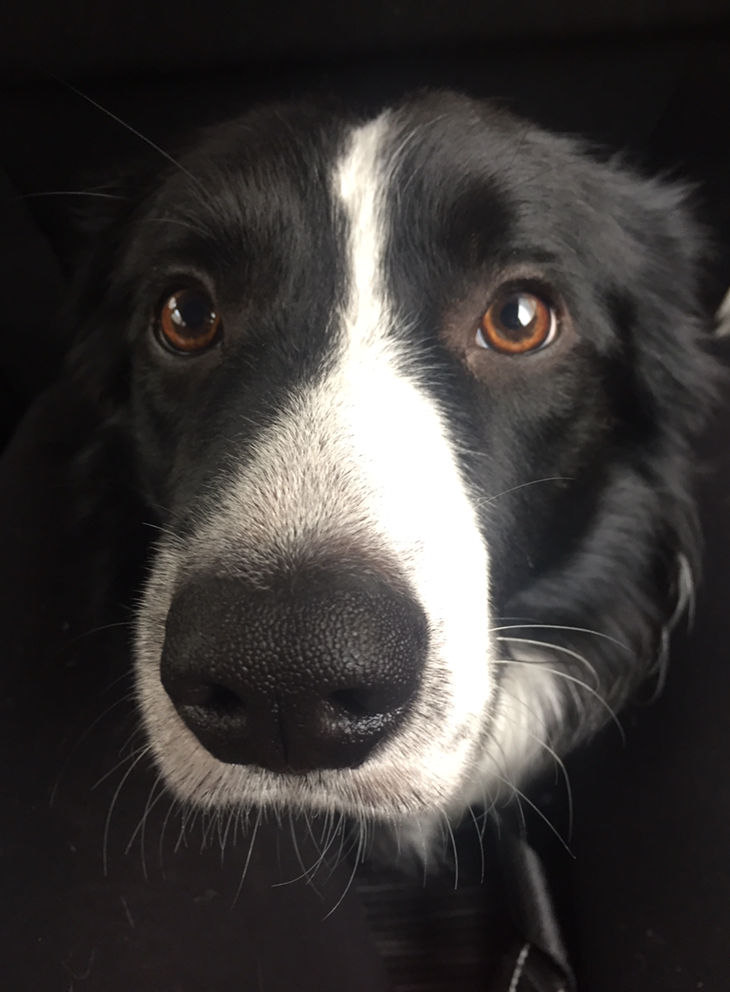 021BorderCollie-Nimo01Kul53cm_n