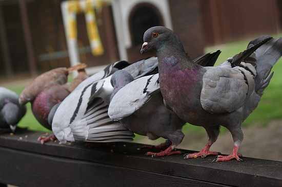 Kingtauben01Har