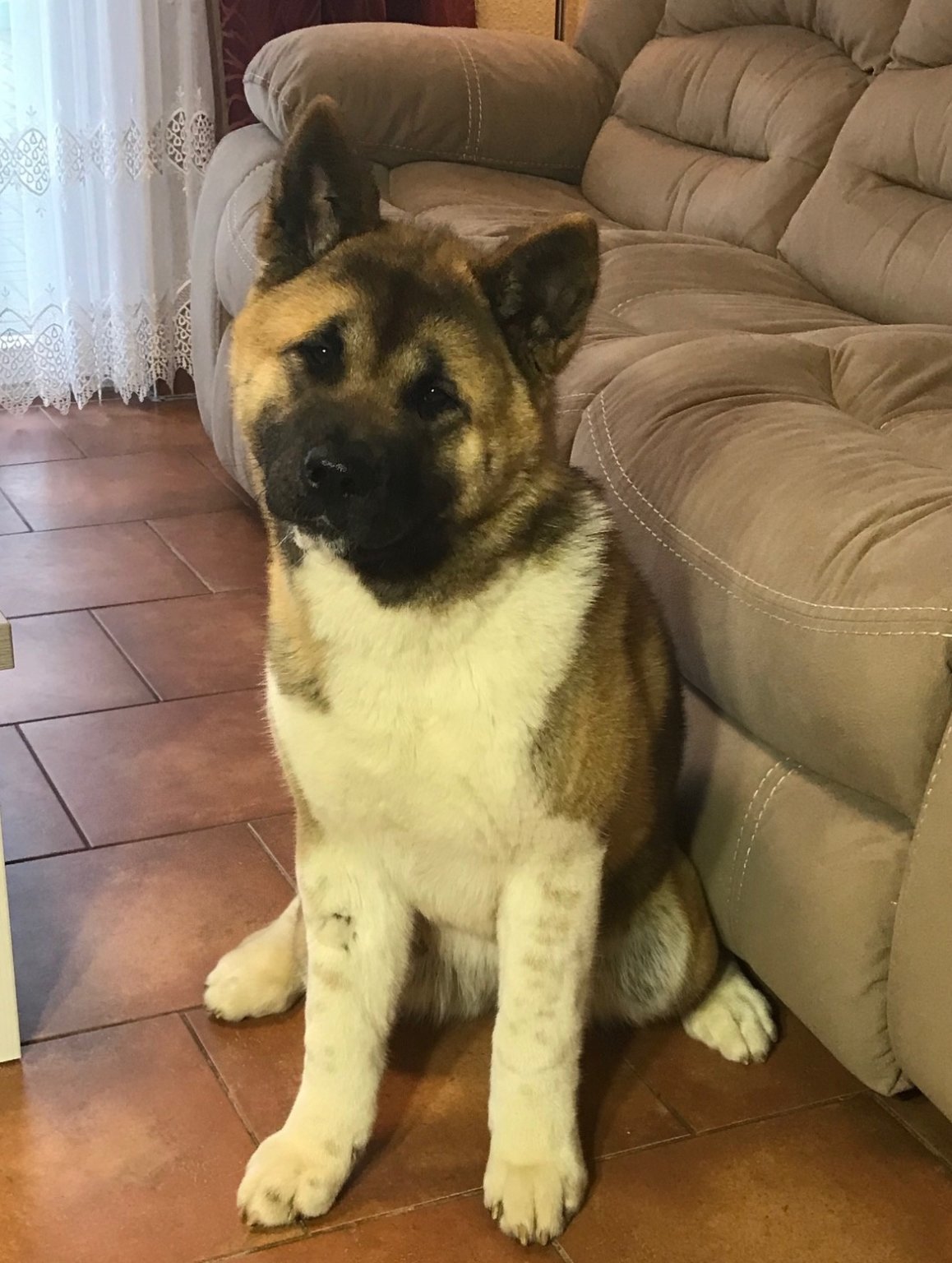 Akita Inu Hanni Akita Inu Hanni