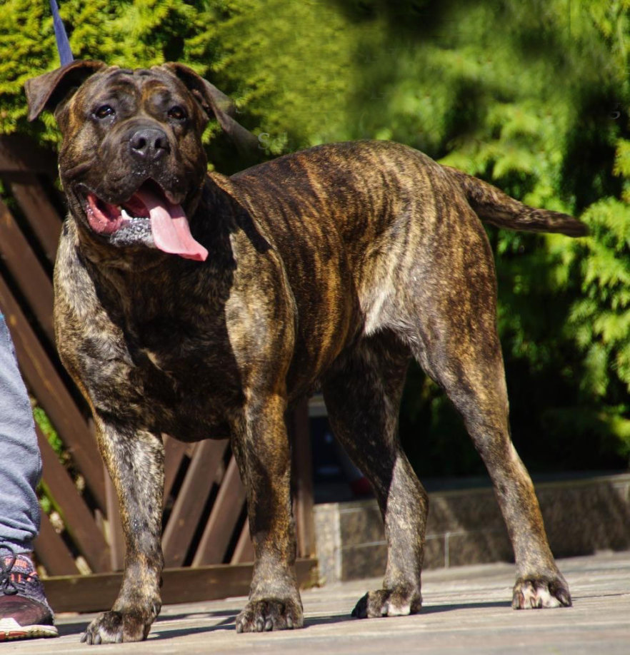 DogoCanario-ekkifant_unterleuten