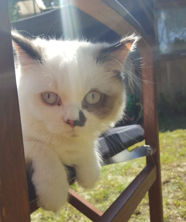 Turkish Van Mix Mausi