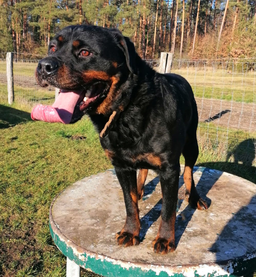 Rottweiler Django