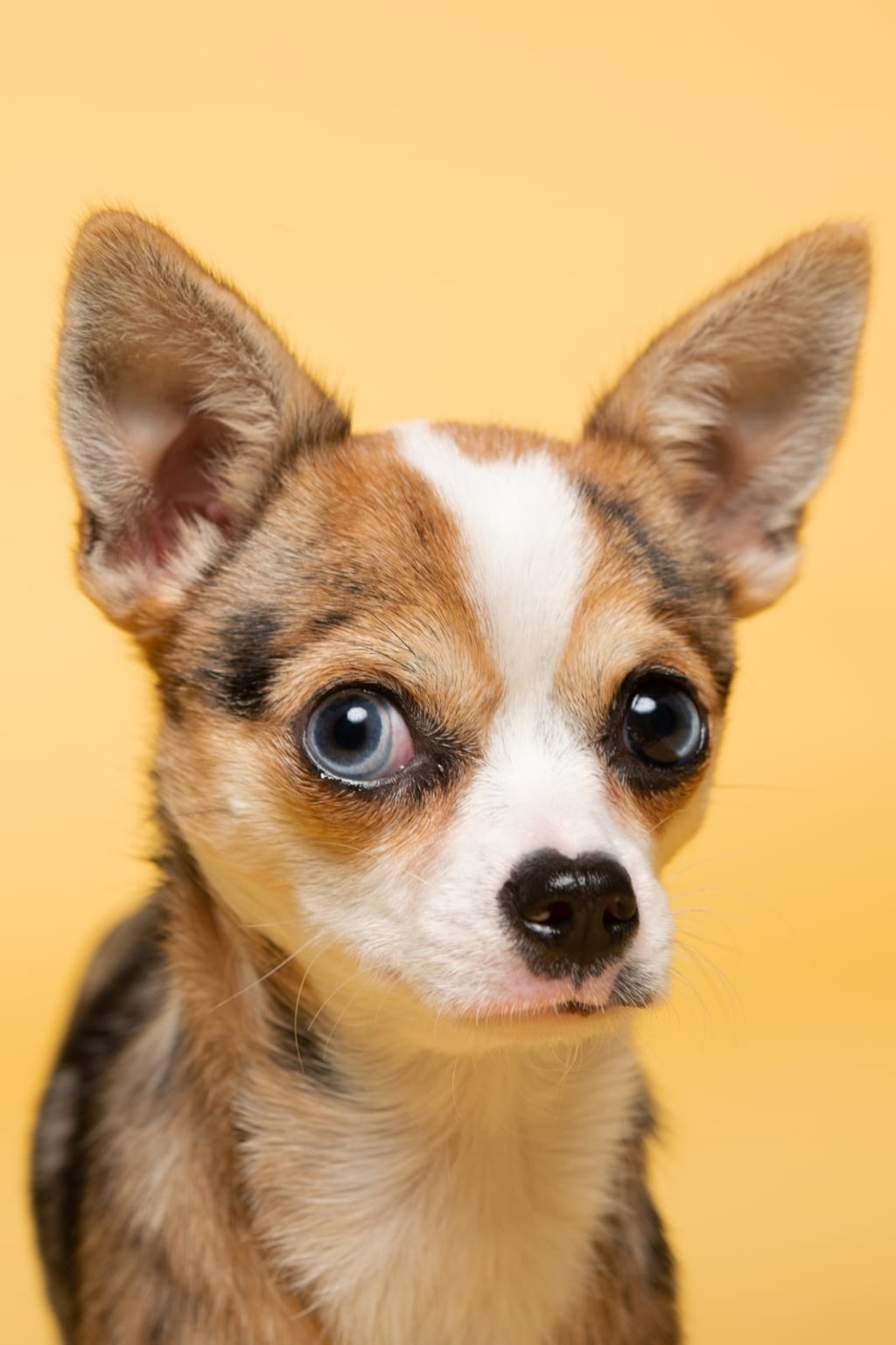 ChiHuaHua-Merle01Ebe