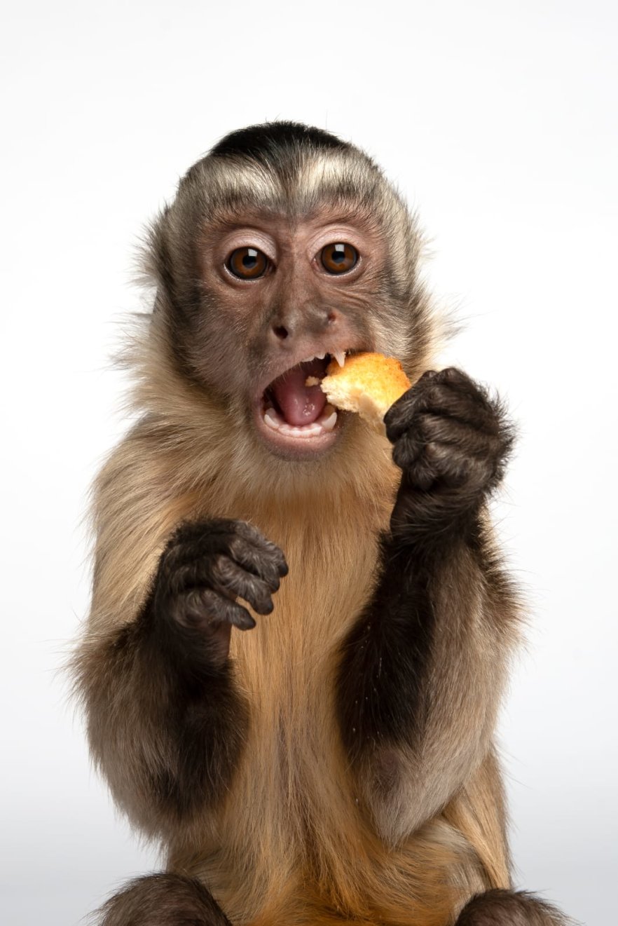 GehaupterKapuziner02Ebe