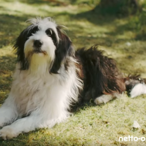 Oreo_Werbung Netto Markendiscount_ekkifant