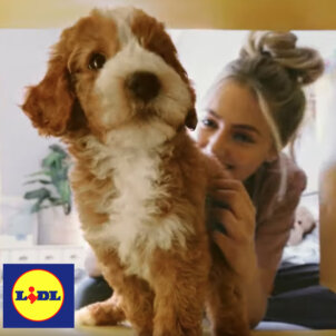 Lidl_Werbung_ekkifant_Labradoodle_Welpe Kopie