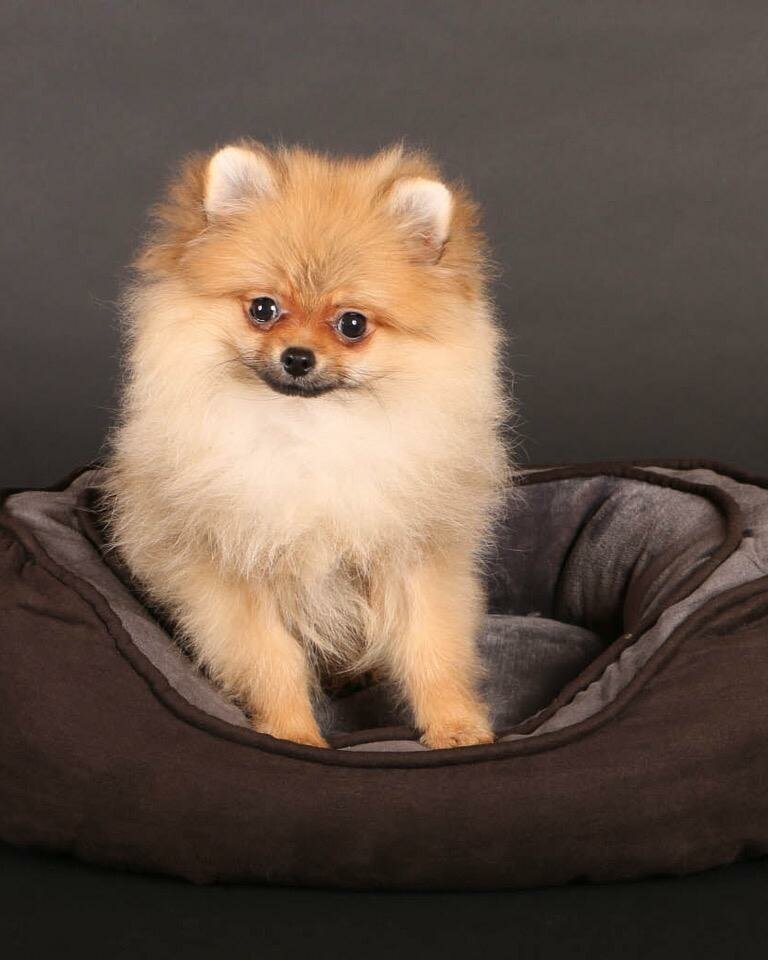 Pomeranian dog Candy