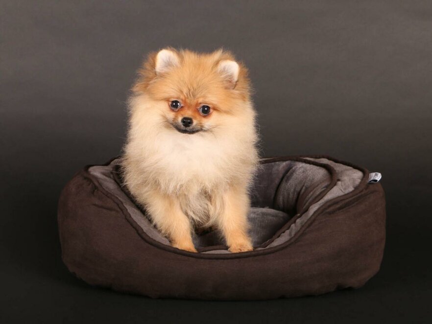 Pomeranian Zwergspitz Candy -Hund-Filmhund-Ekkifant