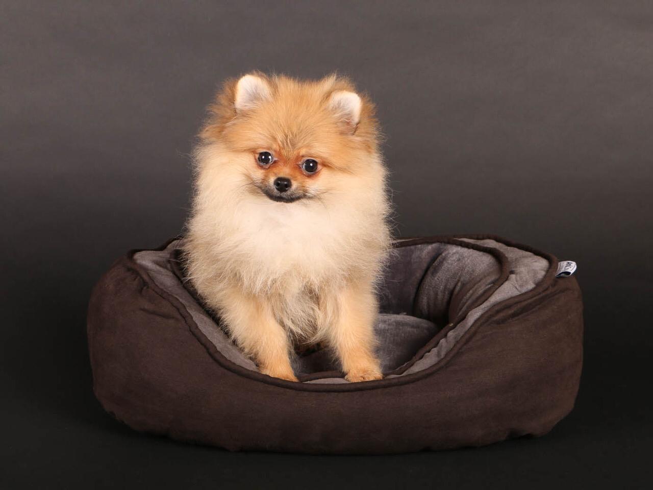 Pomeranian Zwergspitz Candy -Hund-Filmhund-Ekkifant