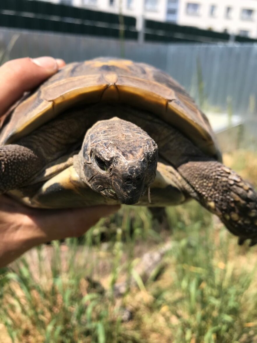GriechLandschildkröte-exot-ekkifant