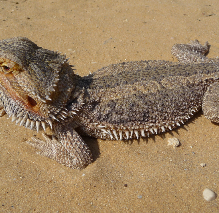 Bartagame-ekkifant-exot