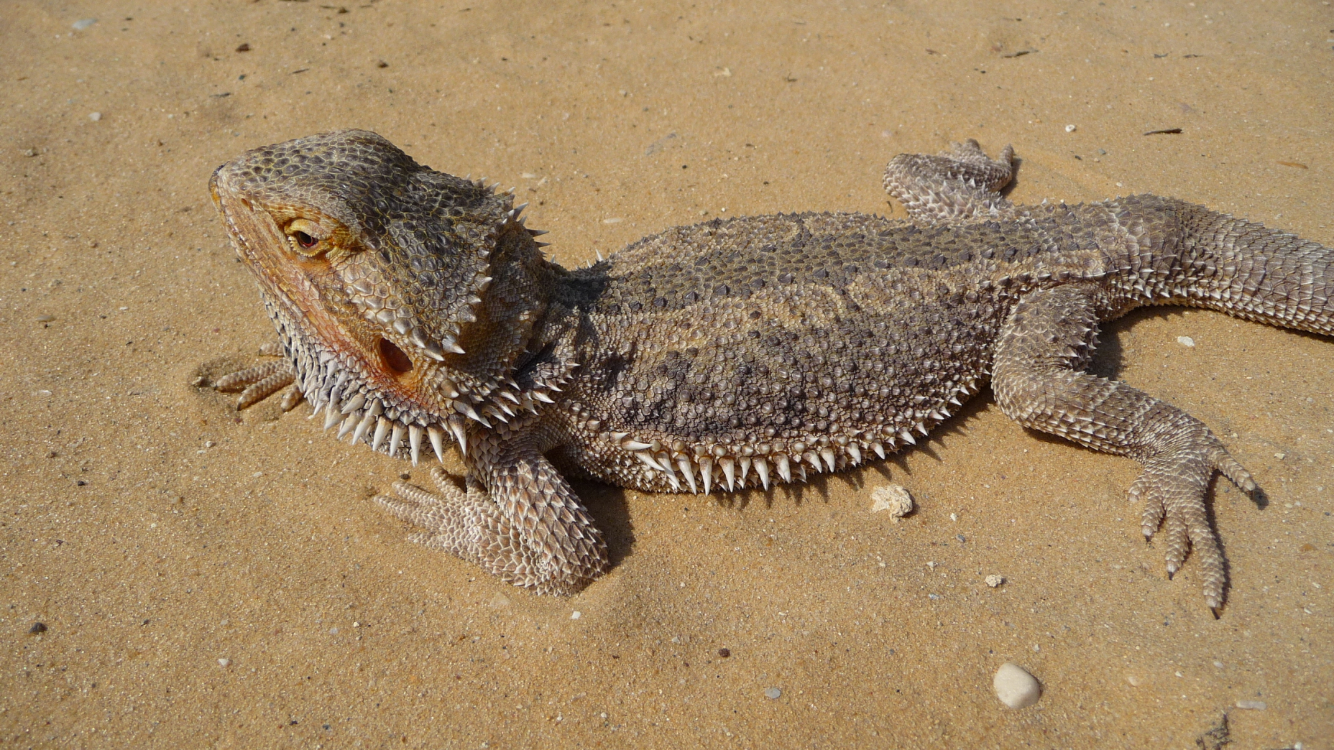 Bartagame-ekkifant-exot