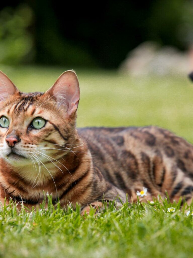 Bengalkater Reno