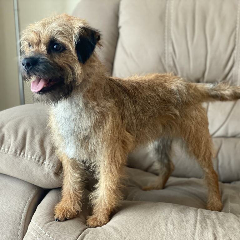 BorderTerrierSmart-filmhund-hund-ekkifant