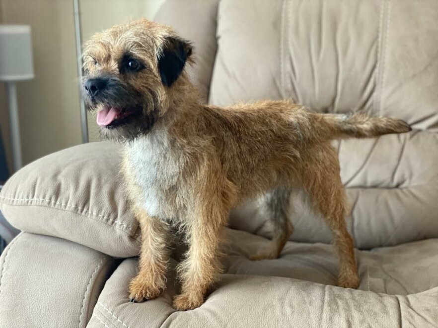 BorderTerrierSmart-filmhund-hund-ekkifant