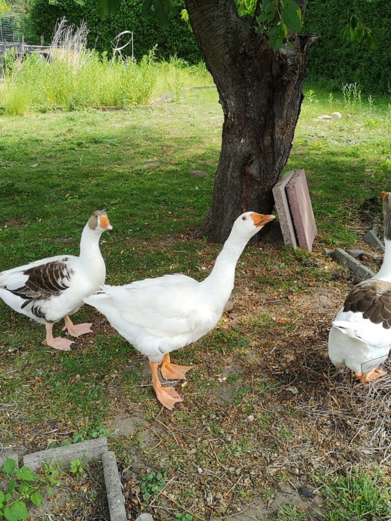 Gänse-filmtiere-ekkifant