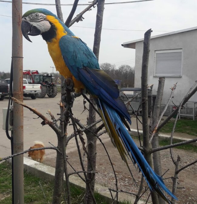 Blue-and-gold macaw Sammy