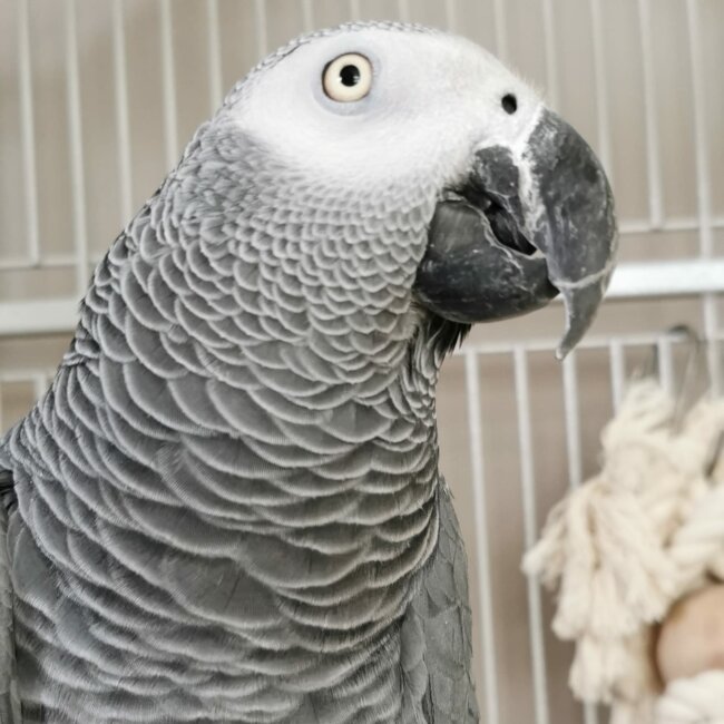 Grey parrot