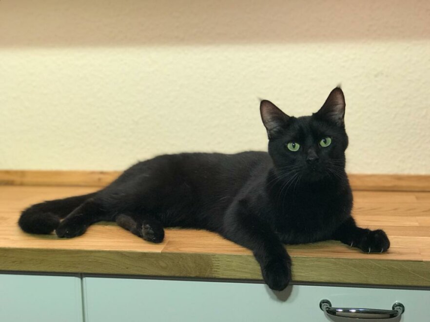 Kater-Manni-Filmtier-Filmkatze-ekkifant