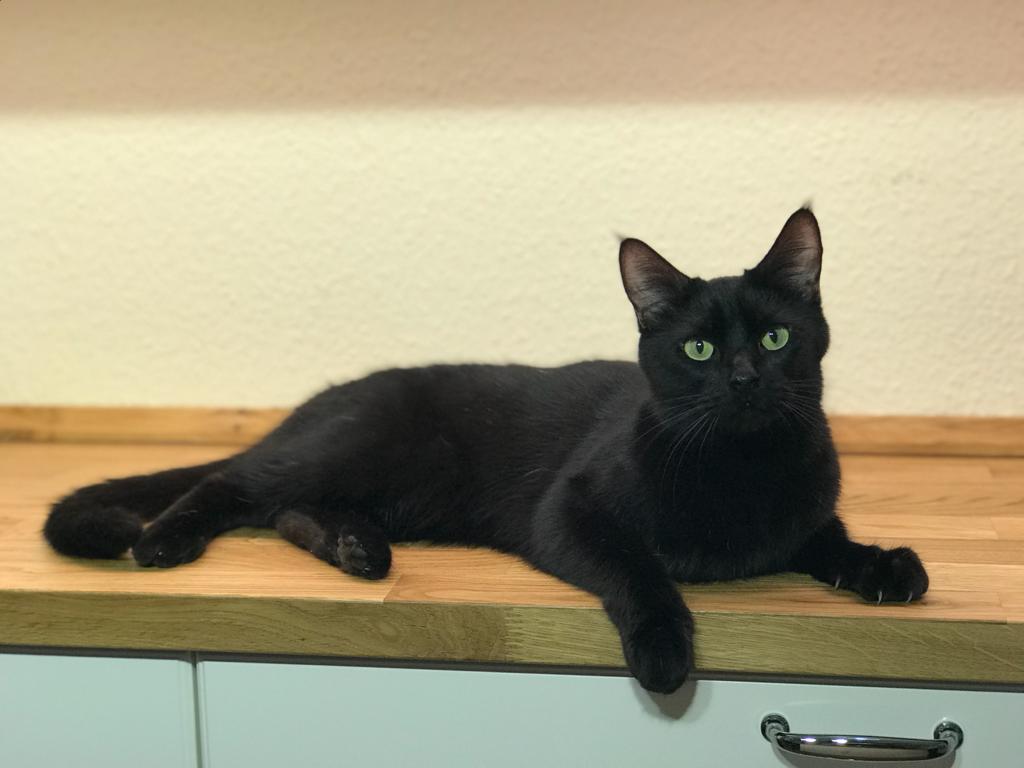 Kater-Manni-Filmtier-Filmkatze-ekkifant