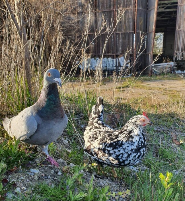 Pigeon & Chicken