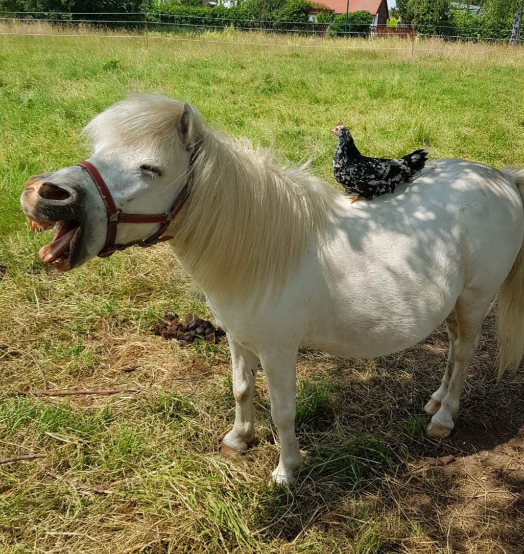 Pony Herbert-filmpferd-filmtier-ekkifant