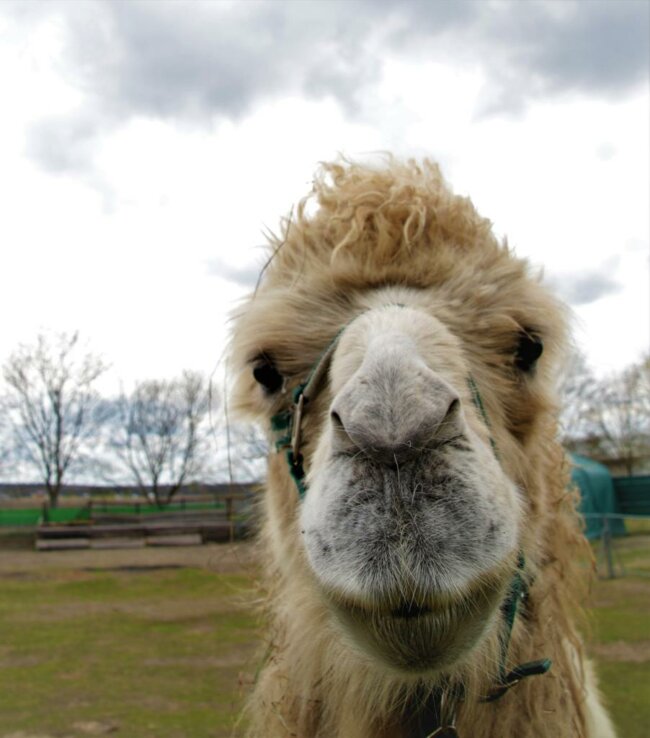 Kamel-Anton-ekkifant-filmtier