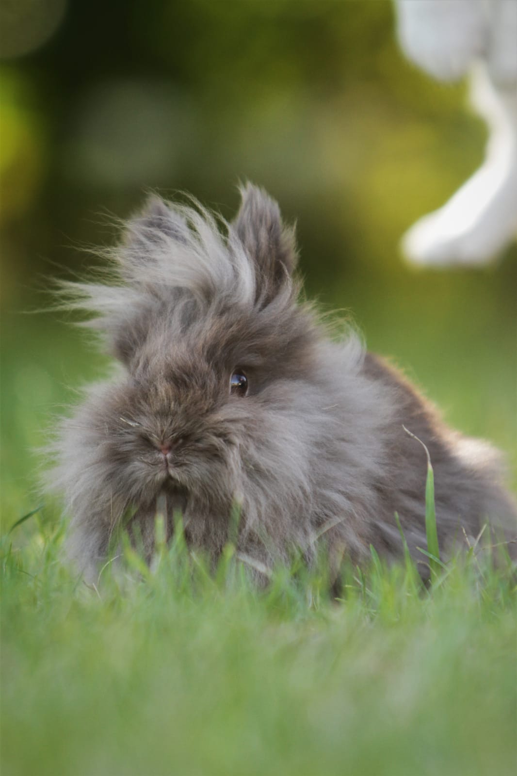 Löwenkopfkaninchen | ekkifant | AGENTUR FÜR TIERE