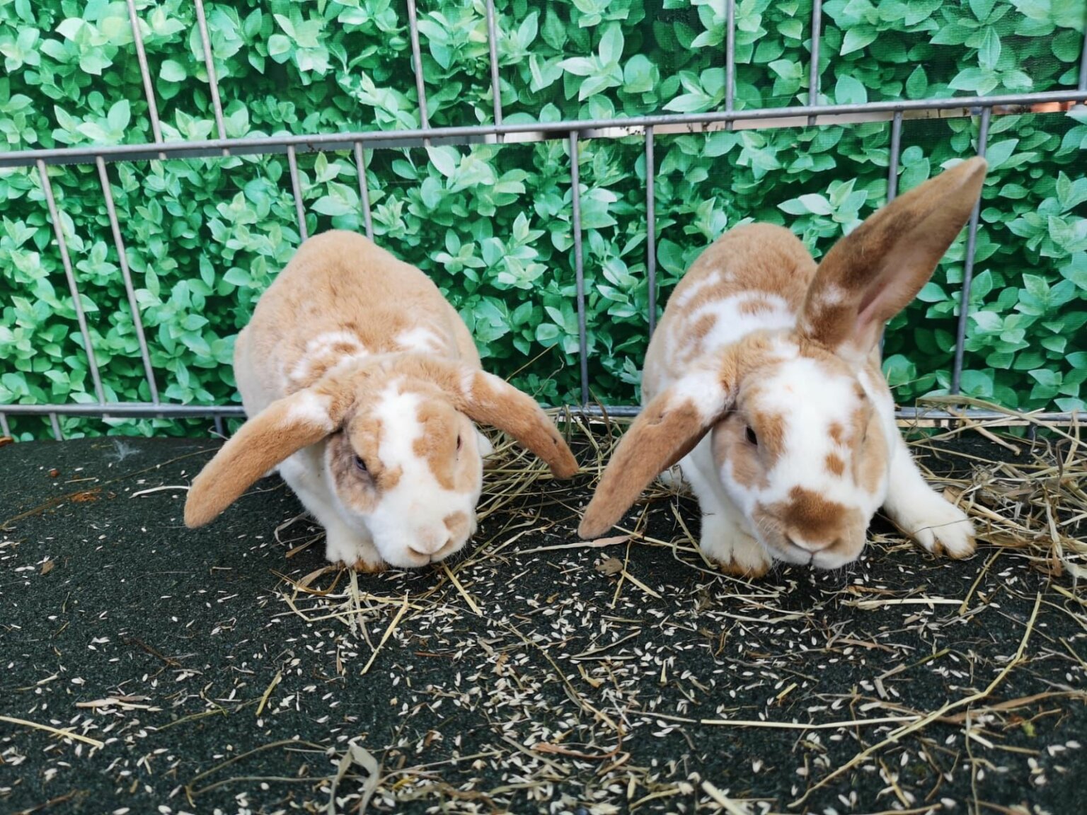 Kaninchen-braun-weiß-ekkifant
