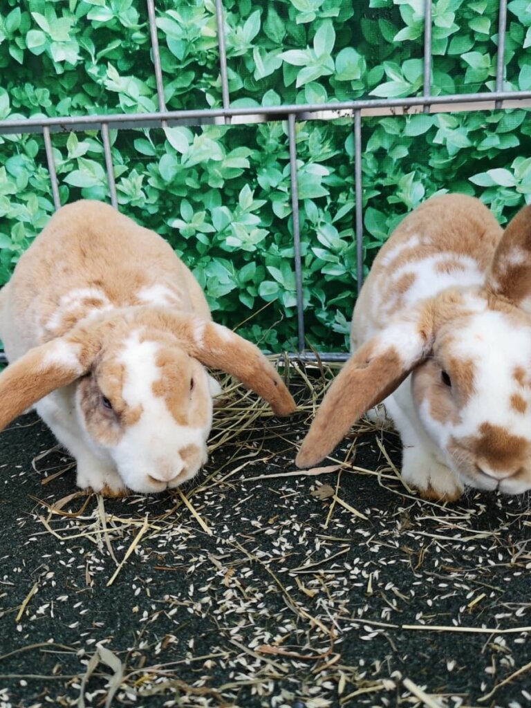 Kaninchen-braun-weiß-ekkifant