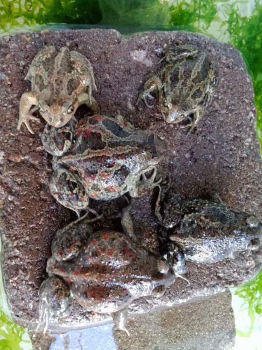 Knoblauchkröte-amphibien-ekkifant