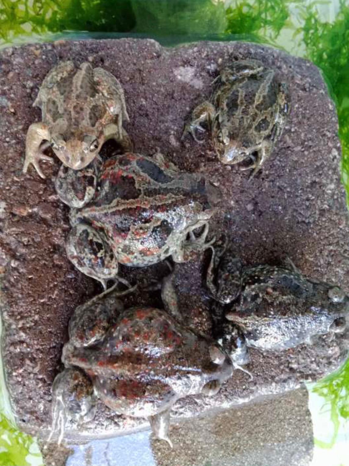 Knoblauchkröte-amphibien-ekkifant