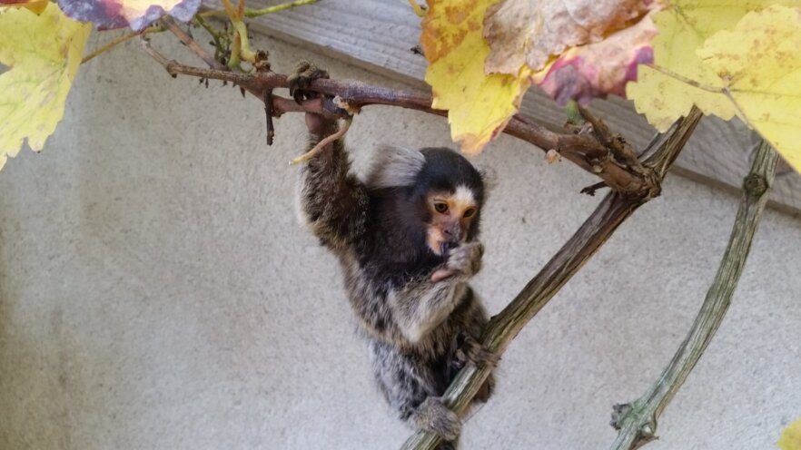 Krallenaffe-Yume-ekkifant