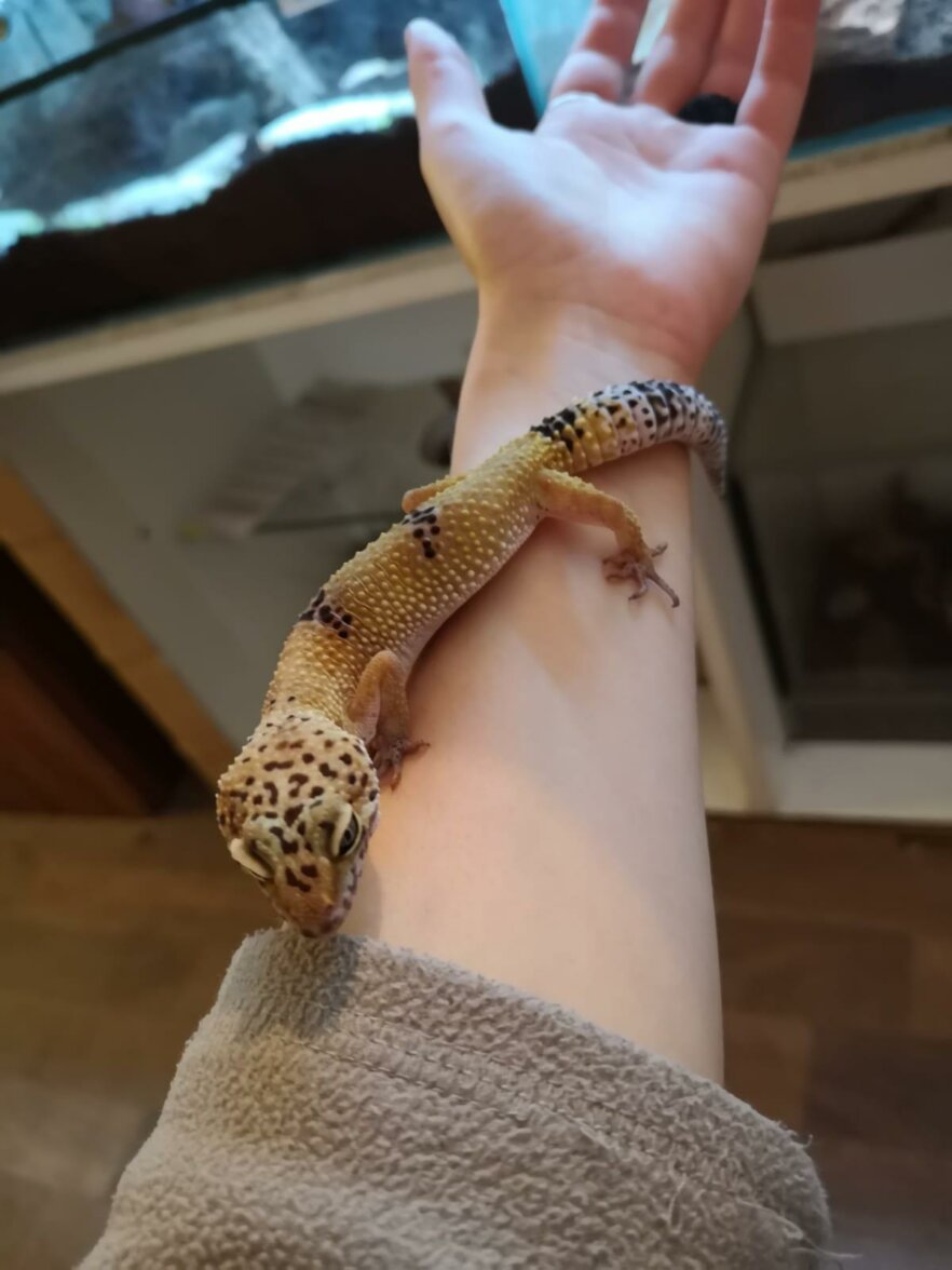 Leopard Gecko