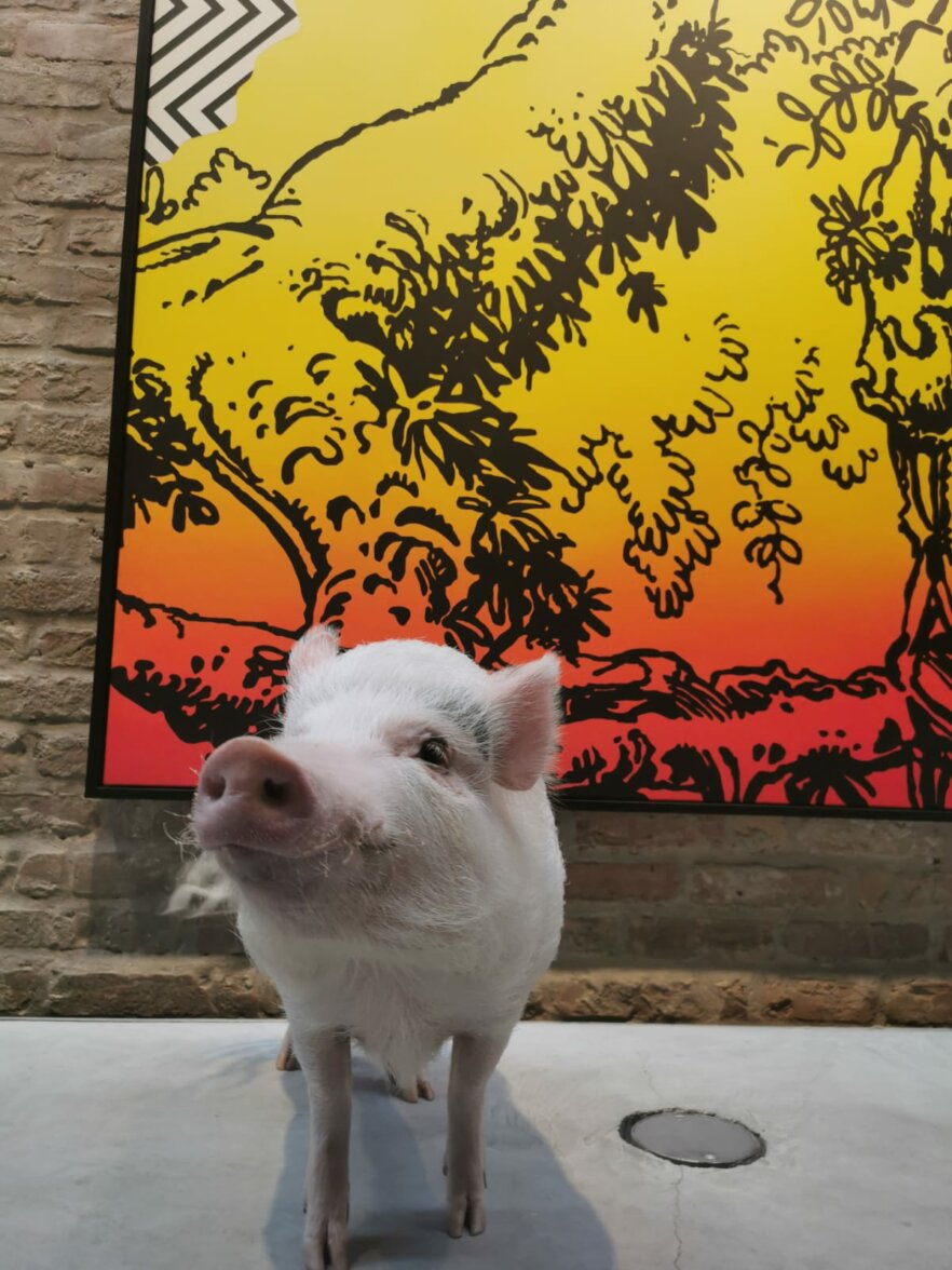 Minischwein-Paule-ekkifant