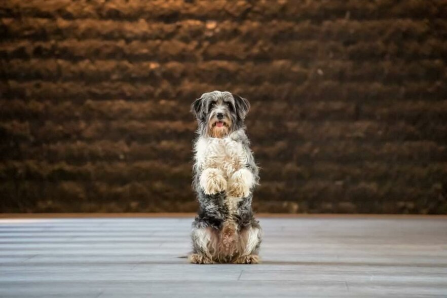 Mix-Mumford-filmhund-ekkifant