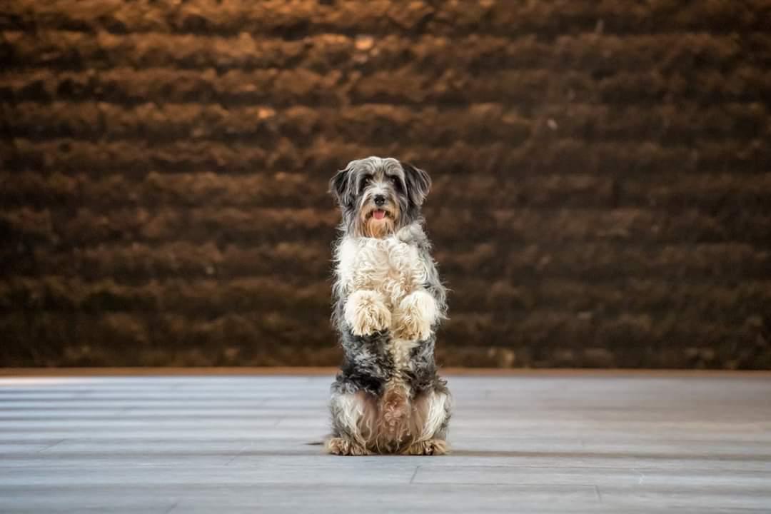 Mix-Mumford-filmhund-ekkifant