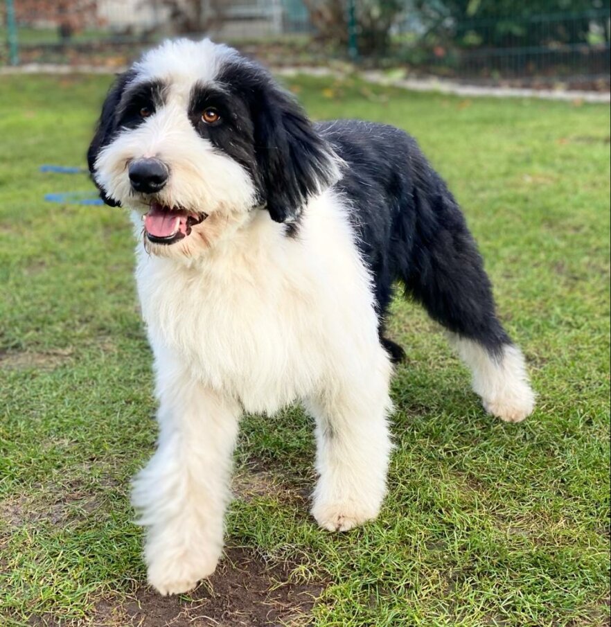 Mix-Oreo-Filmhund-Hund-ekkifant