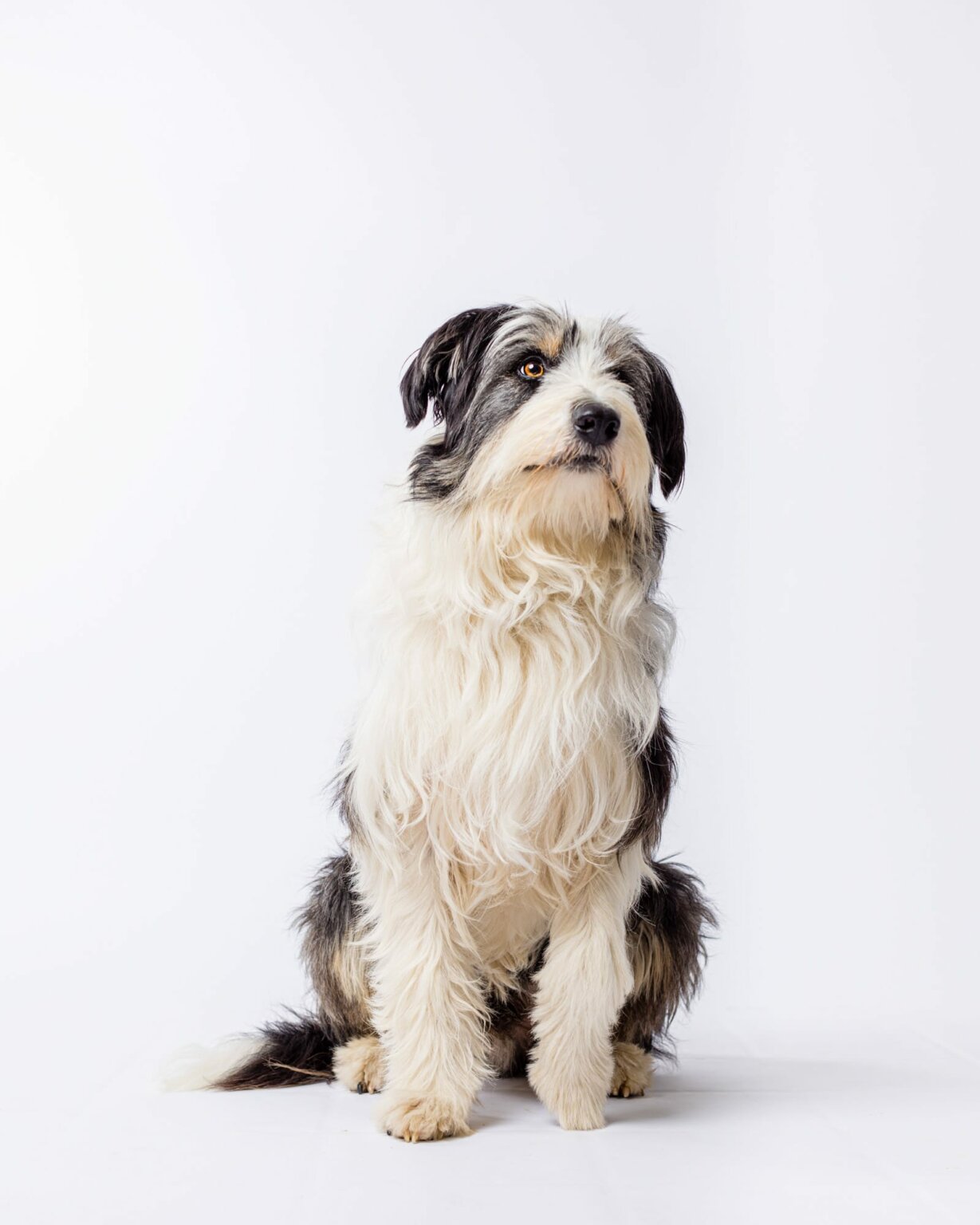 Mix-Ruphus-Hund-filmtier-ekkifant