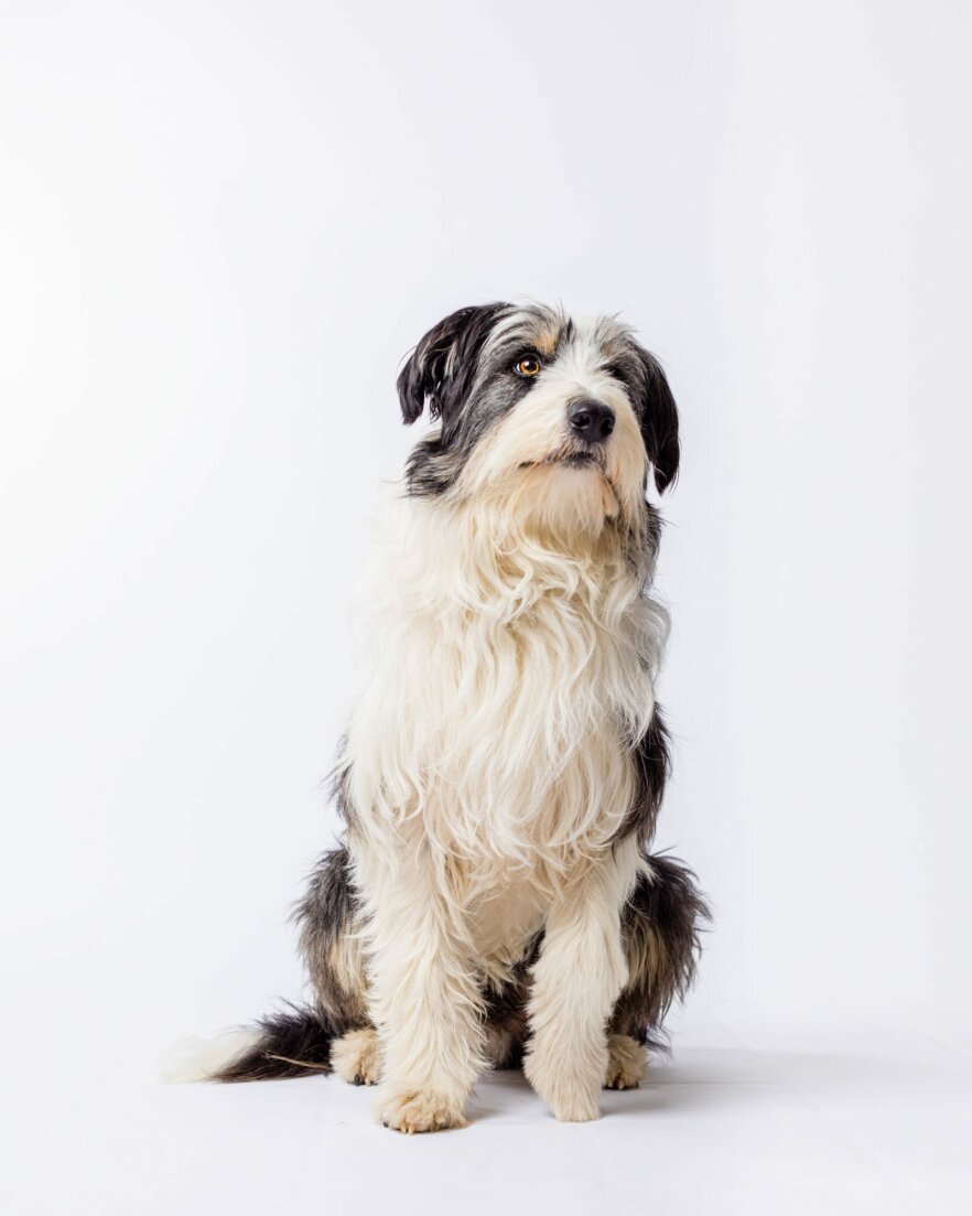 Mix-Ruphus-Hund-filmtier-ekkifant