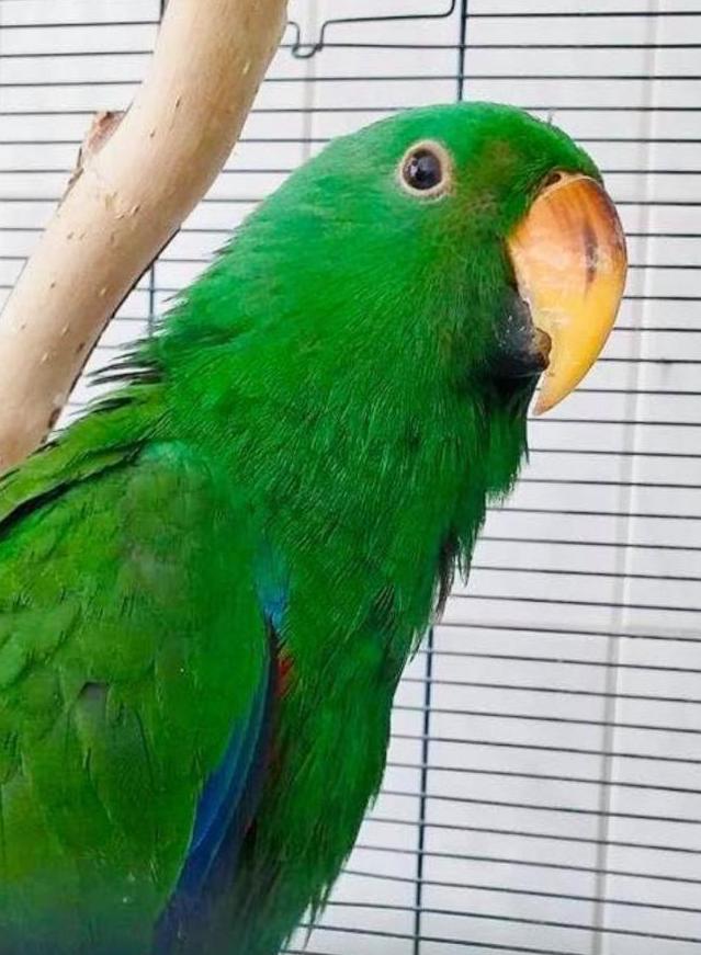 New Guinea Noble Parrot