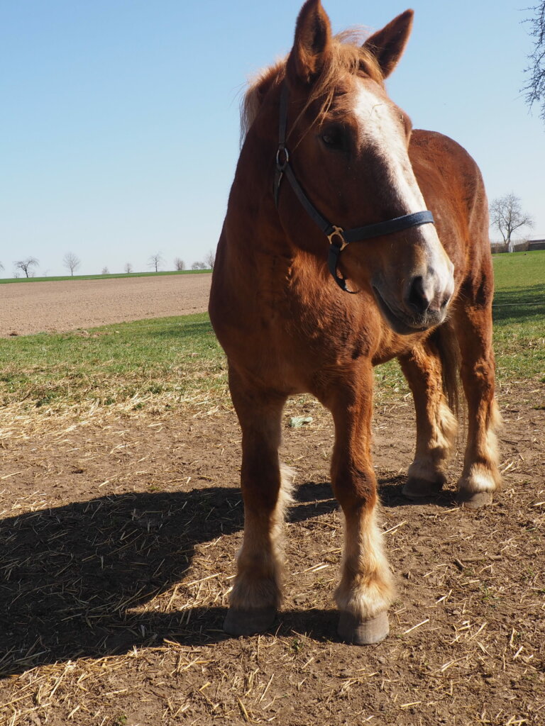 Perd-Hanni-ekkifant-filmpferd